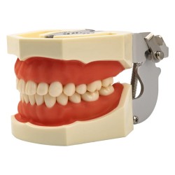Model dentystyczny zębów