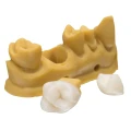 BEGO VarseoSmile Crown Plus A1 250g - Niska absorpcja wody ogranicza skłonność gotowych prac do przebarwień oraz starzenia, a gładka powierzchnia ułatwia szlifowanie, polerowanie i utrzymanie higieny